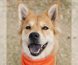 Chow Chow-Unknown Mix Dogs for adoption in San Antonio, TX, USA