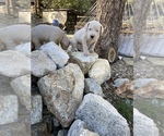 Small Photo #12 Dogo Argentino Puppy For Sale in FRAZIER PARK, CA, USA