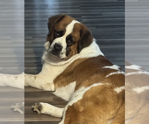 Medium Photo #1 Saint Bernard Puppy For Sale in HANNIBAL, MO, USA