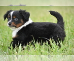Small #1 Miniature Australian Shepherd