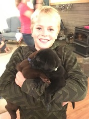 Labrador Retriever Puppy for sale in SPRING LAKE, MI, USA