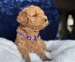 Small #1 Goldendoodle (Miniature)