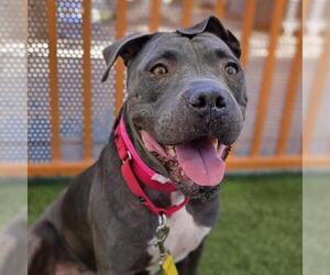 Mutt Dogs for adoption in Las Vegas, NV, USA