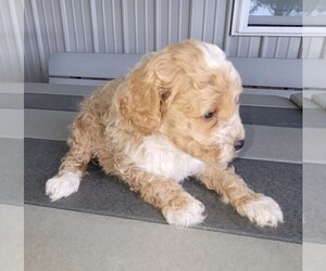 Poodle (Miniature) Puppy for sale in HURSHTOWN, IN, USA