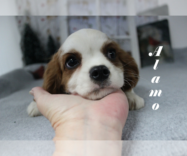 Medium Photo #17 Cavalier King Charles Spaniel Puppy For Sale in CHANUTE, KS, USA