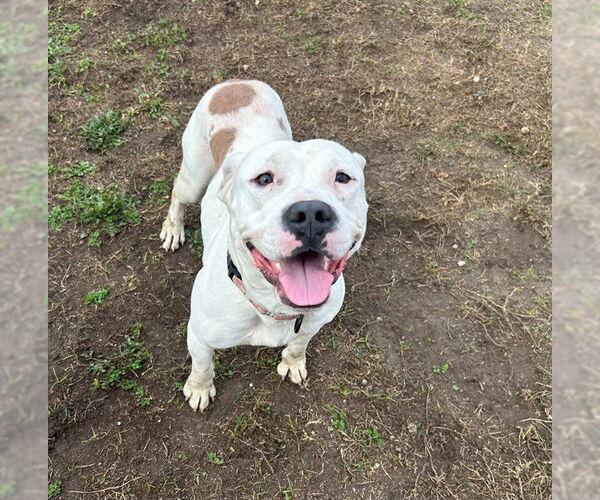 Medium Photo #2 American Pit Bull Terrier Puppy For Sale in Ocala, FL, USA