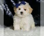 Small #1 Maltipoo (Miniature)