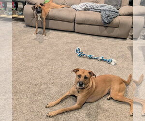 Quinta - Female Mutt Dog for Adoption - Photo #7