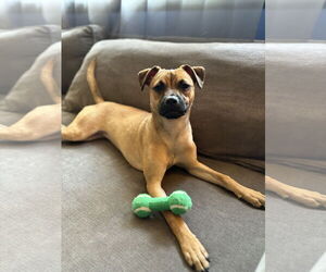 Chug Dogs for adoption in Jefferson, NJ, USA