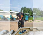 Small Doberman Pinscher