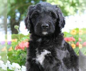 Bernedoodle Puppy for sale in BROOKVILLE, OH, USA