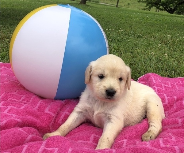 Medium Photo #3 Golden Retriever Puppy For Sale in AUSTIN, KY, USA