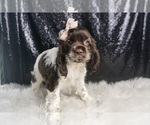 Puppy Domino AKC Cocker Spaniel
