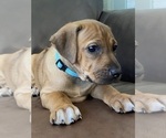 Small Photo #156 Rhodesian Ridgeback Puppy For Sale in KELLER, TX, USA