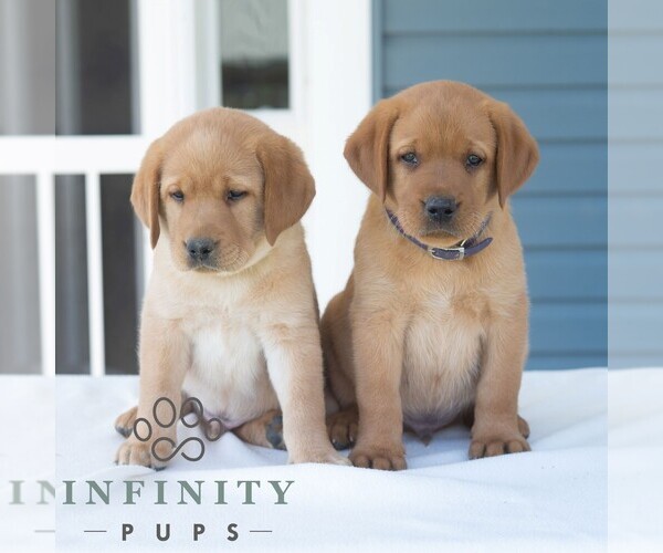Medium Photo #3 Labrador Retriever Puppy For Sale in GREEN PARK, PA, USA