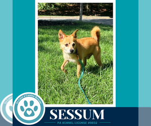 Sessum 082926 - Male Chihuahua Dog for Adoption - Photo #5
