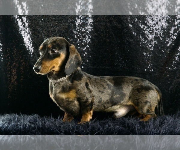 Medium Photo #52 Dachshund Puppy For Sale in WARSAW, IN, USA