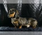 Small #10 Dachshund