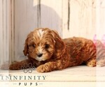 Small Cavapoo (Miniature)