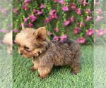 Small #13 Yorkshire Terrier