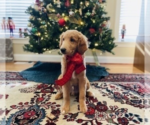 Goldendoodle (Miniature) Puppy for sale in WINCHESTER, VA, USA