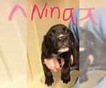 Small #2 Australian Shepherd-Boxer Mix