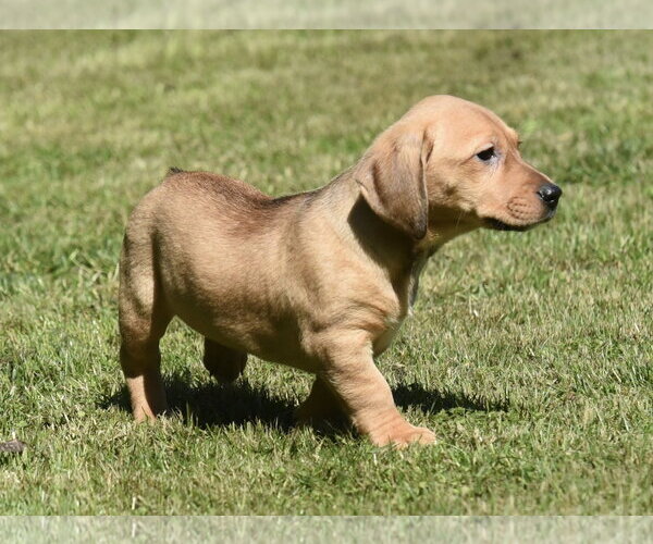 Medium Photo #2 Dachsador Puppy For Sale in Mechanicsburg, PA, USA