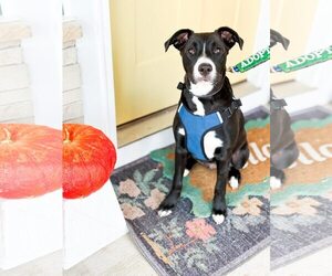 Mutt Dogs for adoption in Greenville, SC, USA