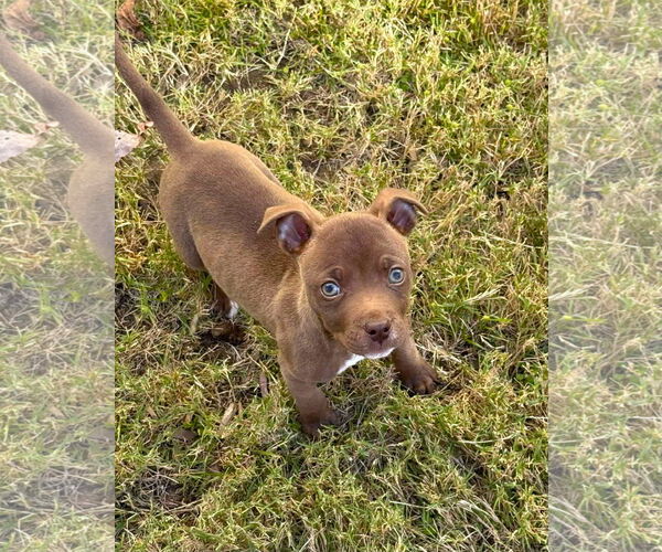 Medium Photo #12 American Staffordshire Terrier-Unknown Mix Puppy For Sale in Arlington, VA, USA