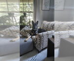 Small #3 German Shepherd Dog-Great Pyrenees Mix