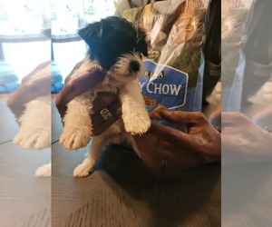Biewer Yorkie Puppy for sale in WADESBORO, NC, USA