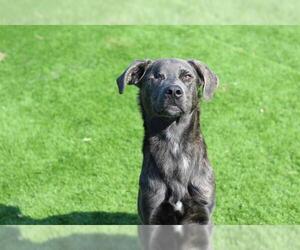 Labrador Retriever-Unknown Mix Dogs for adoption in Grand Prairie, TX, USA