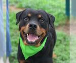 Small #1 Rottweiler