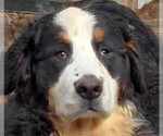 Small #7 Bernese Mountain Dog