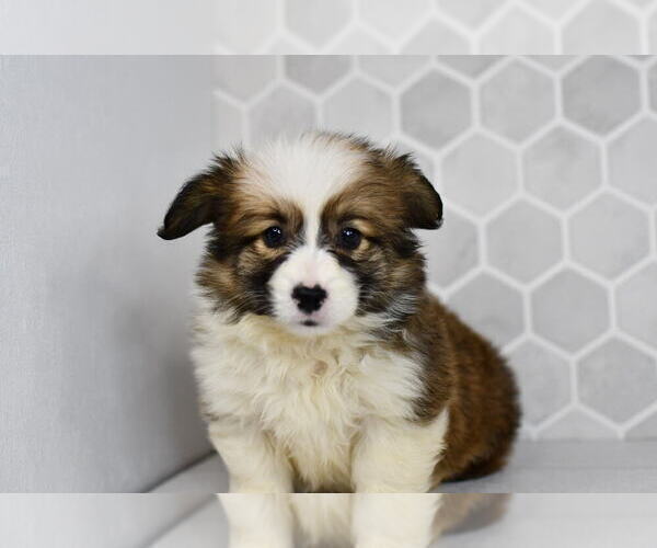 Medium Photo #53 Pembroke Welsh Corgi Puppy For Sale in MIDDLEBURY, IN, USA