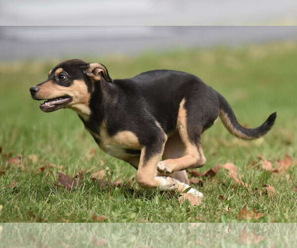 Medium Photo #10 Australian Shepherd-Unknown Mix Puppy For Sale in Mechanicsburg, PA, USA