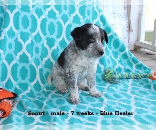 Medium Photo #4 Texas Heeler Puppy For Sale in CLARKRANGE, TN, USA