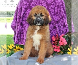 Saint Berdoodle Puppy for sale in KIRKWOOD, PA, USA