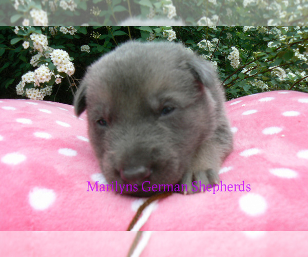 Medium Photo #2 German Shepherd Dog Puppy For Sale in PIEDMONT, MO, USA