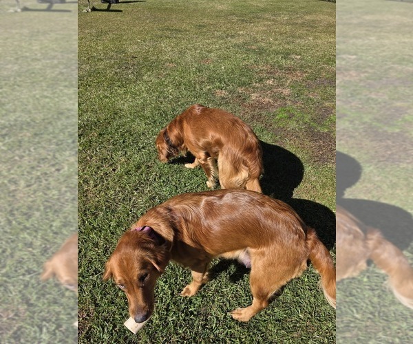 Medium Photo #14 Golden Retriever Puppy For Sale in CALABASH, NC, USA