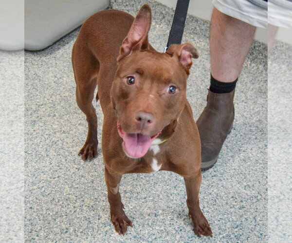 Medium Photo #3 American Staffordshire Terrier-Boxer Mix Puppy For Sale in Huntley, IL, USA