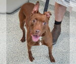 Small #2 American Staffordshire Terrier-Boxer Mix