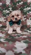 Cava-Chin Puppy for sale in EDEN, PA, USA