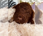 Small Photo #7 Goldendoodle Puppy For Sale in COLUMBIA CITY, IN, USA