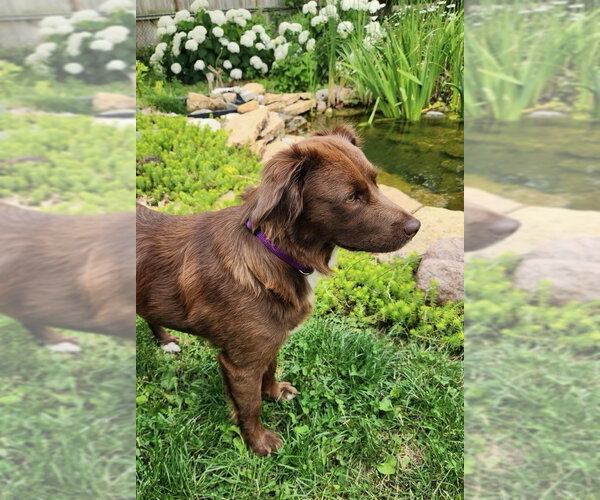 Medium Photo #2 Australian Shepherd-Unknown Mix Puppy For Sale in Dublin, OH, USA