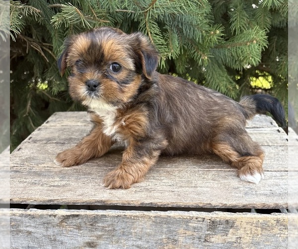 Medium Photo #2 Shorkie Tzu Puppy For Sale in MIDDLEBURY, IN, USA