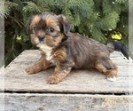 Small #1 Shorkie Tzu