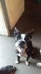 Small Photo #1 Boston Terrier Puppy For Sale in VAN NUYS, CA, USA