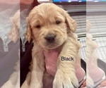 Small Photo #30 Golden Retriever Puppy For Sale in GRAND RAPIDS, MI, USA