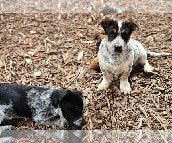 Medium Photo #3 Mutt Puppy For Sale in Paso Robles, CA, USA